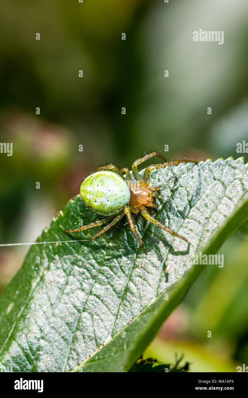 Photo verticale avec une belle araignée. Spider est perché sur les feuilles vertes. Spider a corps vert avec tête orange et avec peu de points. Les yeux noirs sont visib Banque D'Images