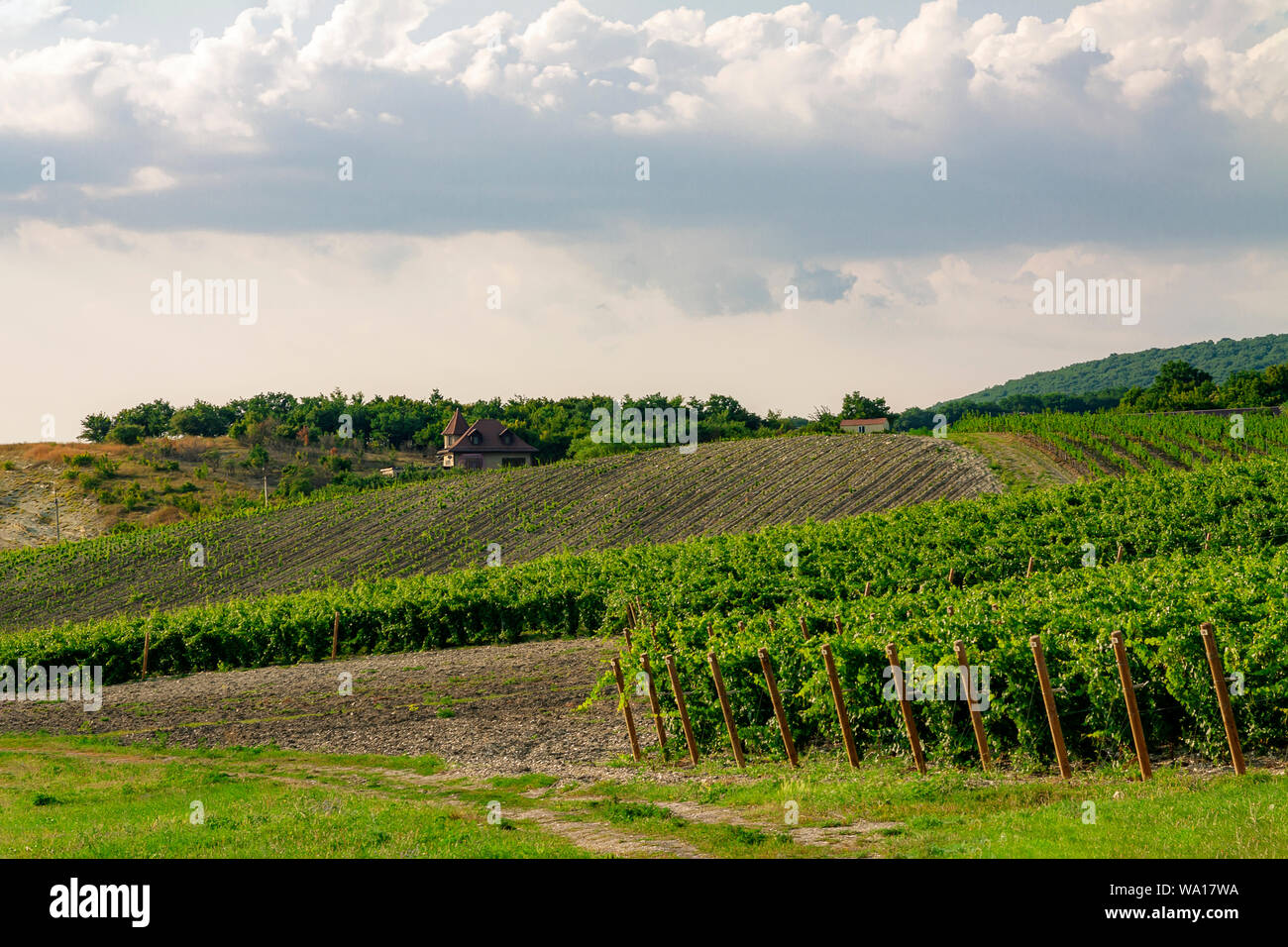 Plantation de vignes contre le ciel bleu et de petites collines. Banque D'Images
