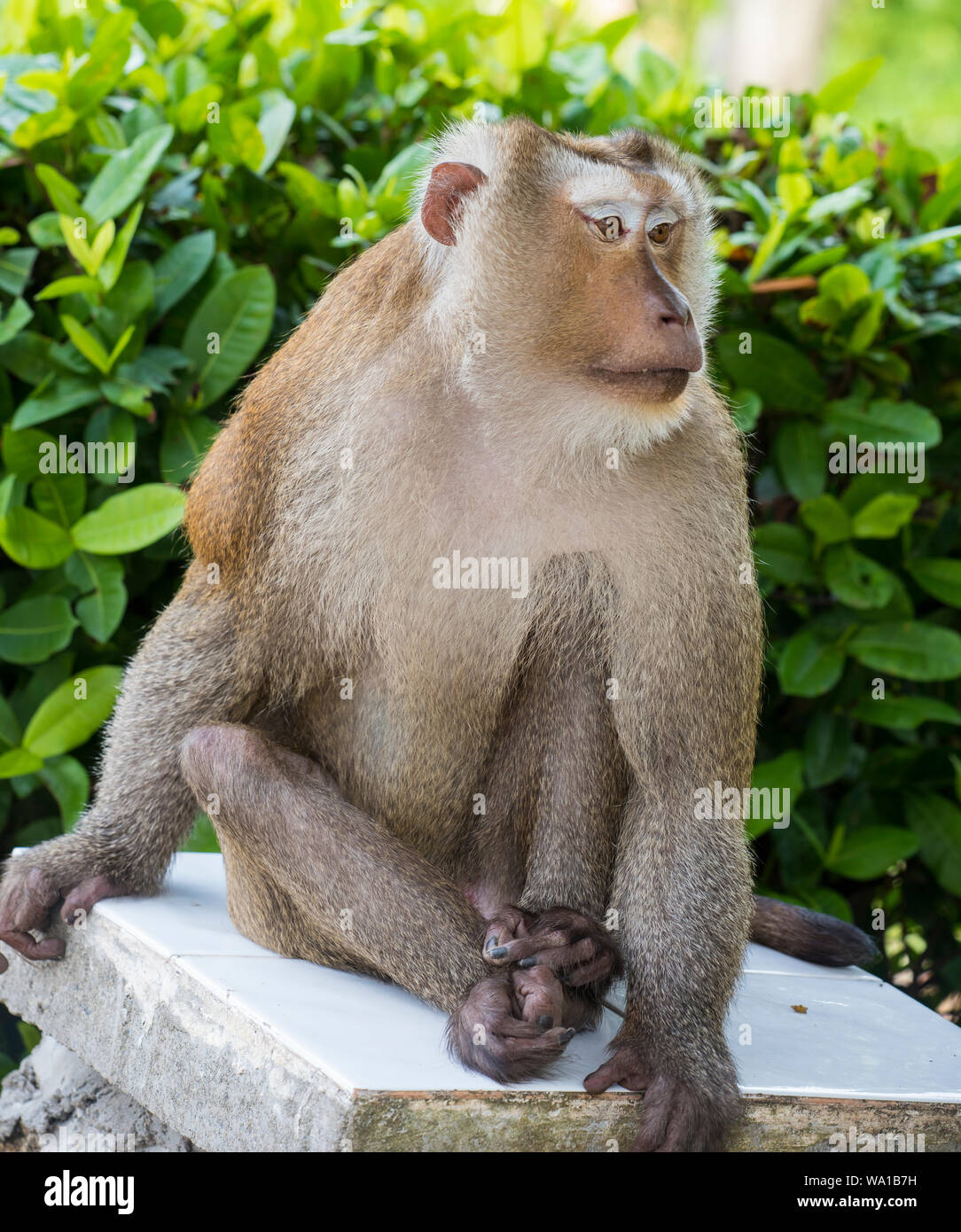 Close up d'un grand homme Macague à queue de cochon du Sud, Macaca nemestrina, Phuket, Thailand Banque D'Images