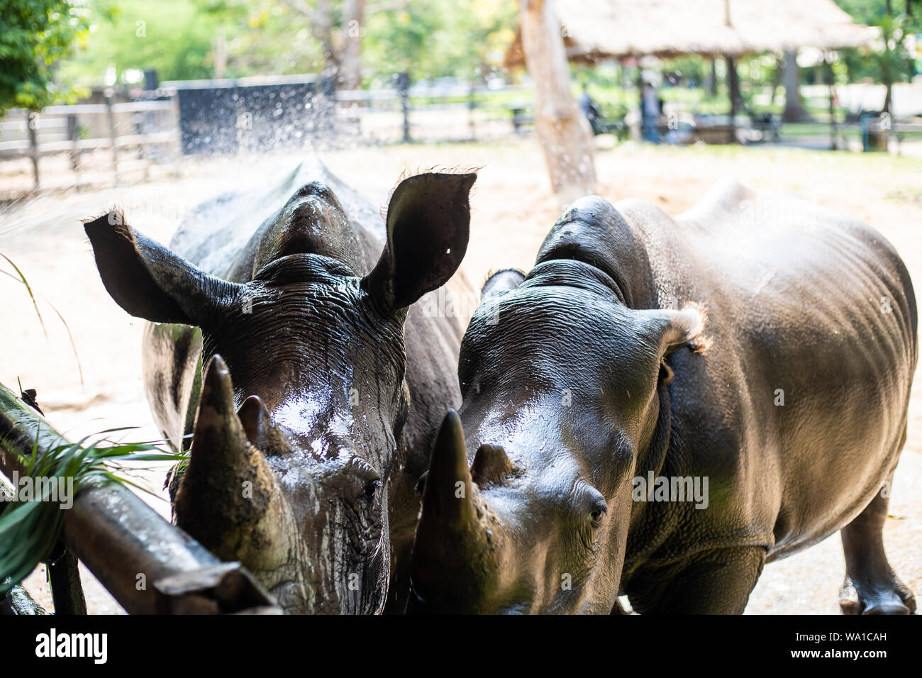 Homme mignon bull Rhino ou rhinocéros. Le concept d'animaux du zoo Banque D'Images
