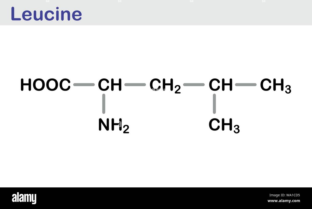 La molécule d'acide aminé leucine. Formule topologique. Illustration de Vecteur