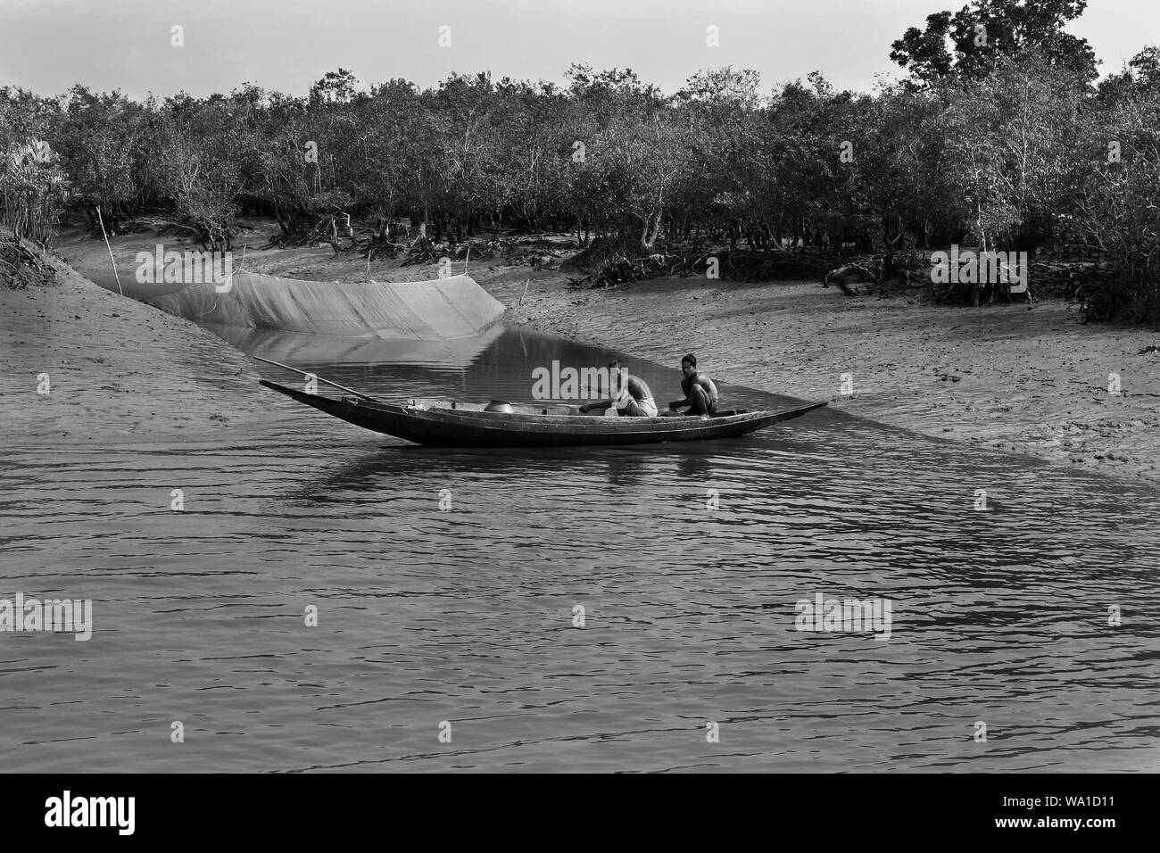 La respiration des racines de lavande arbres au monde plus grande forêt de mangroves des Sundarbans, célèbre pour le Royal tigre du Bengale et de l'UNESCO au Patrimoine mondial en Ba Banque D'Images