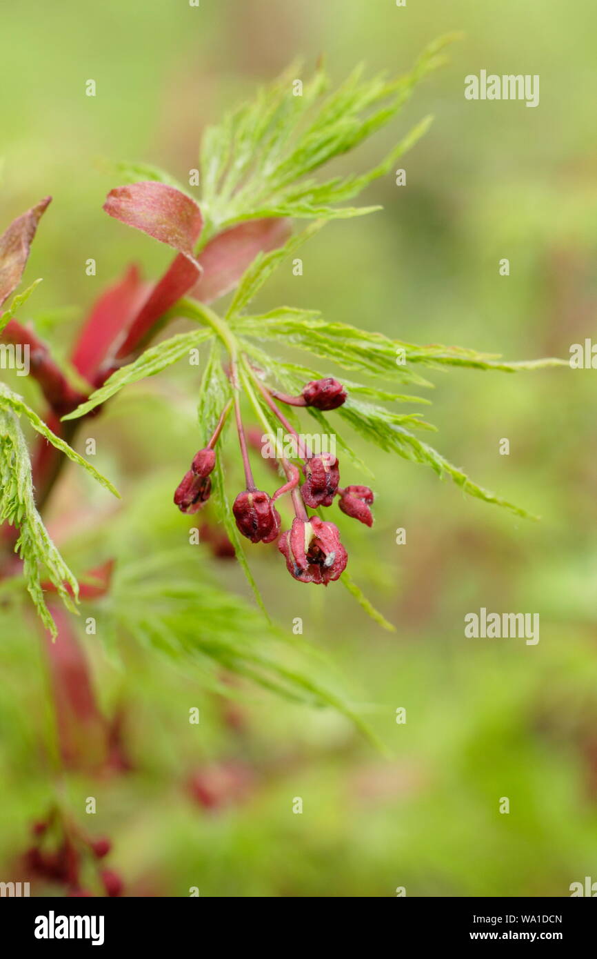 Acer palmatum 'Seiryu' dis[portant fruits caractéristique et au début de feuilles au milieu du printemps. UK. Aga Banque D'Images