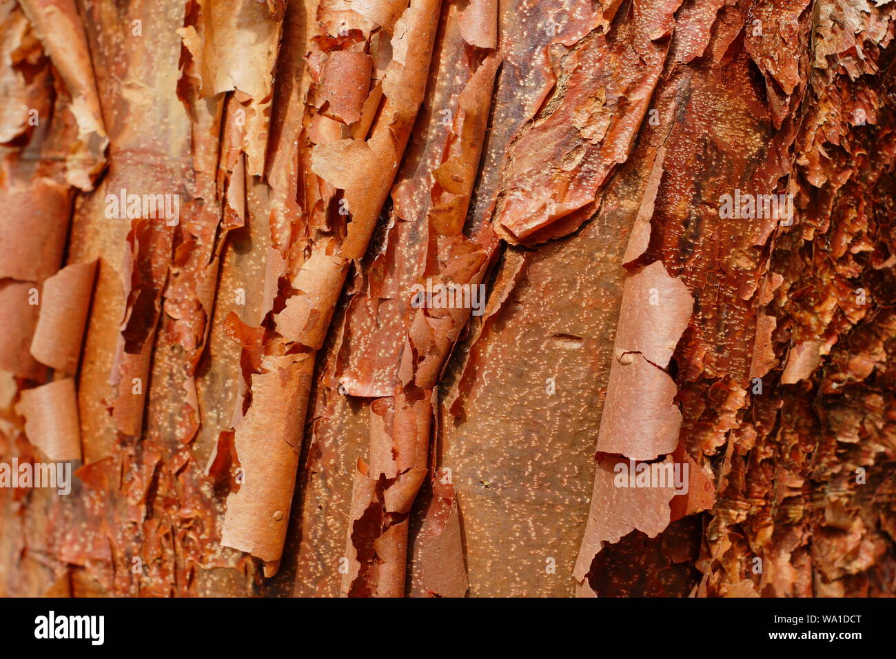 Accer griseum. Paperbark maple affichant l'écorce d'ornement caractéristique Banque D'Images