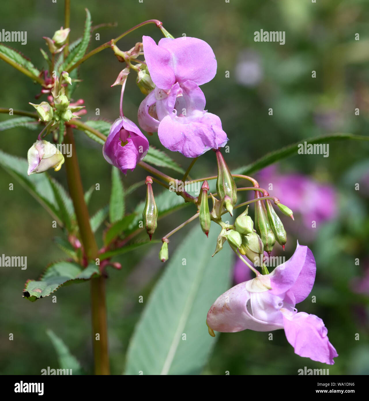 Fleurs, bourgeons et des cosses de graines de balsamine de l'Himalaya (Impatiens glandulifera) Tonbridge, Kent, UK. Banque D'Images