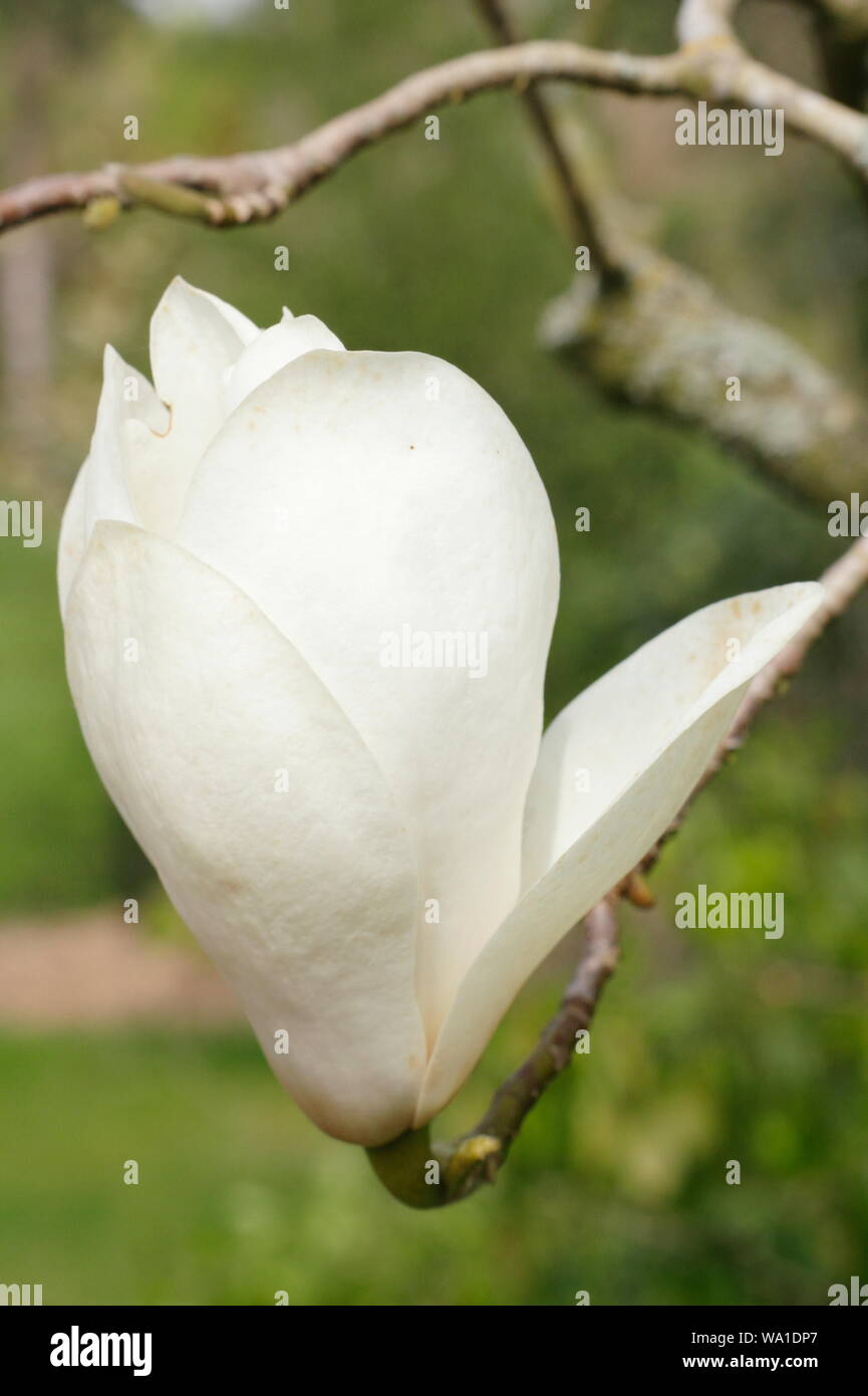 'Sayonara' Magnolia blossom au milieu du printemps. UK Banque D'Images