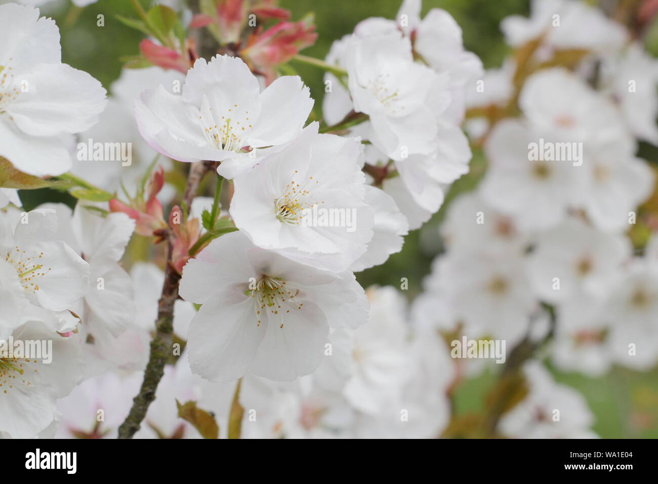 Matsumae Prunus-usu-beni-kokonoe. Les fleurs de cerisier japonais au milieu de printemps - UK. Banque D'Images