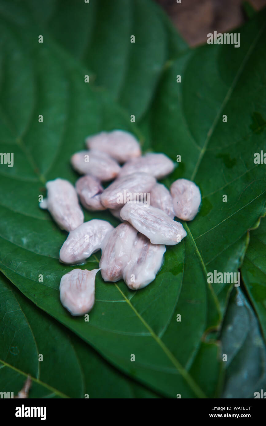 Fèves de cacao fraîches après avoir été extraites du fruit et prêtes à être séchées et transformées. Banque D'Images