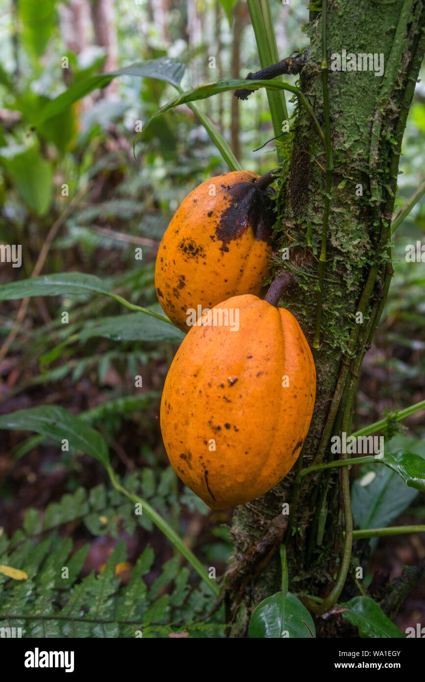 L'agriculture biologique et écologique de la production de cacao dans la coexistence avec la forêt tropicale de l'Atlantique au Brésil Banque D'Images