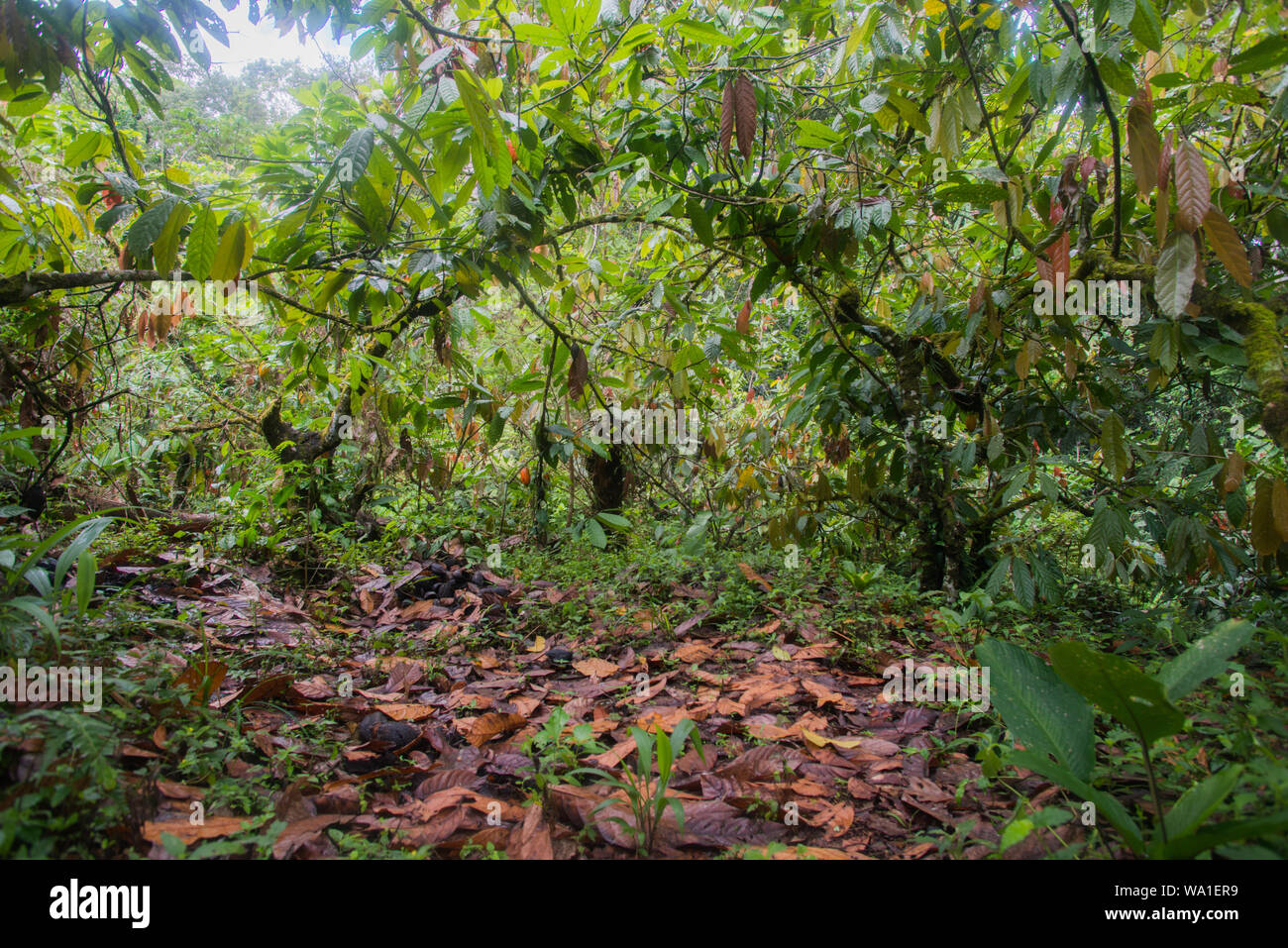 Plantation de cacao biologique en pleine croissance dans la forêt tropicale brésilienne. Banque D'Images