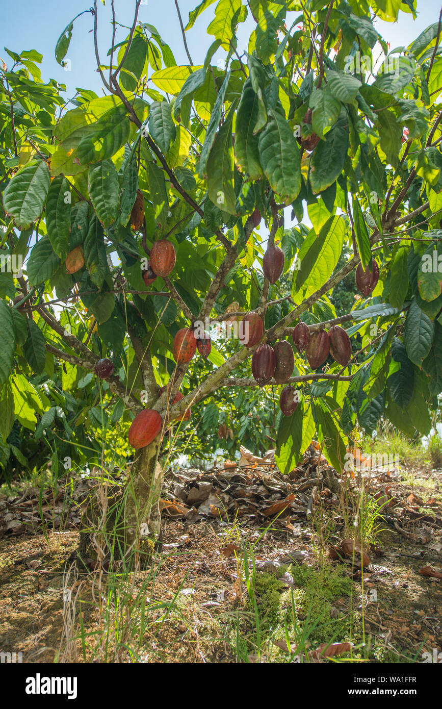 L'agriculture biologique et écologique de la production de cacao dans la coexistence avec la forêt tropicale de l'Atlantique au Brésil Banque D'Images