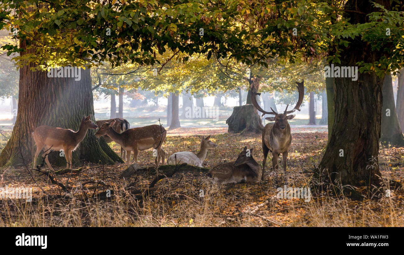 Allemagne, forêt Banque D'Images