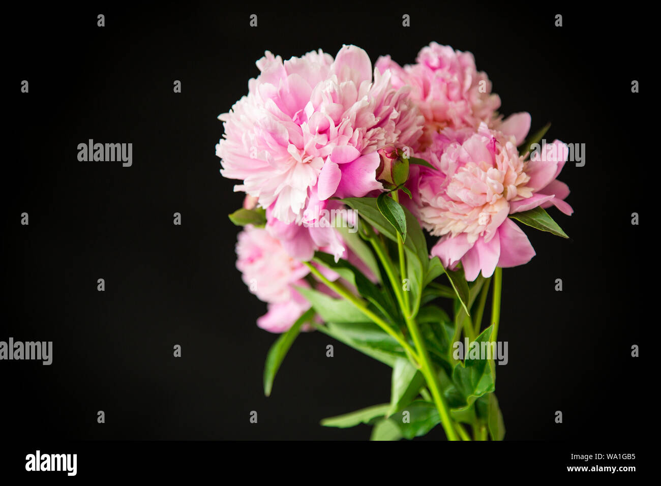 Bouquet de fleurs de pivoines sur fond noir Banque D'Images