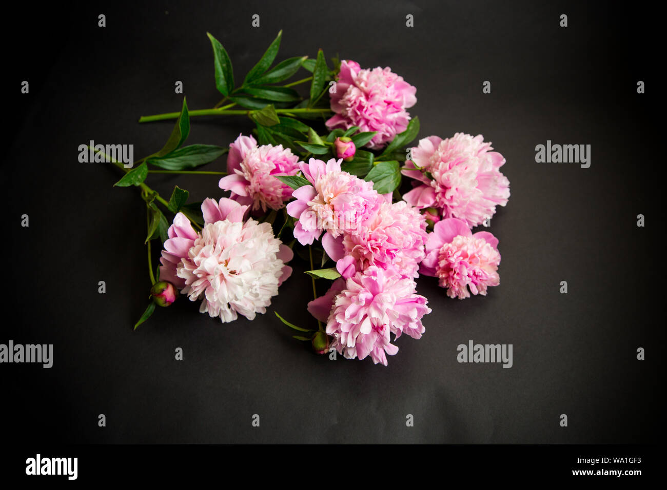Bouquet de fleurs de pivoines sur fond noir Banque D'Images