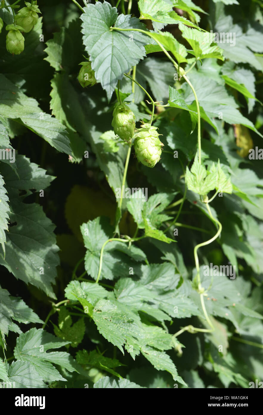 Fleurs femelles du houblon commun (Humulus lupulus). Le houblon est dioïque avec des fleurs mâles et femelles sur des plantes séparées. Tonbridge, Kent. ROYAUME-UNI. Banque D'Images