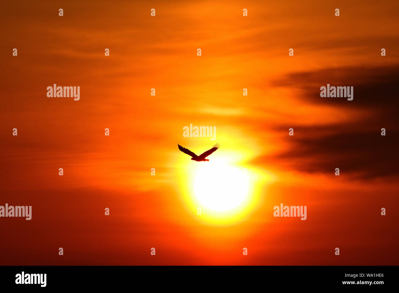 Les oiseaux à l'usure, Banque D'Images