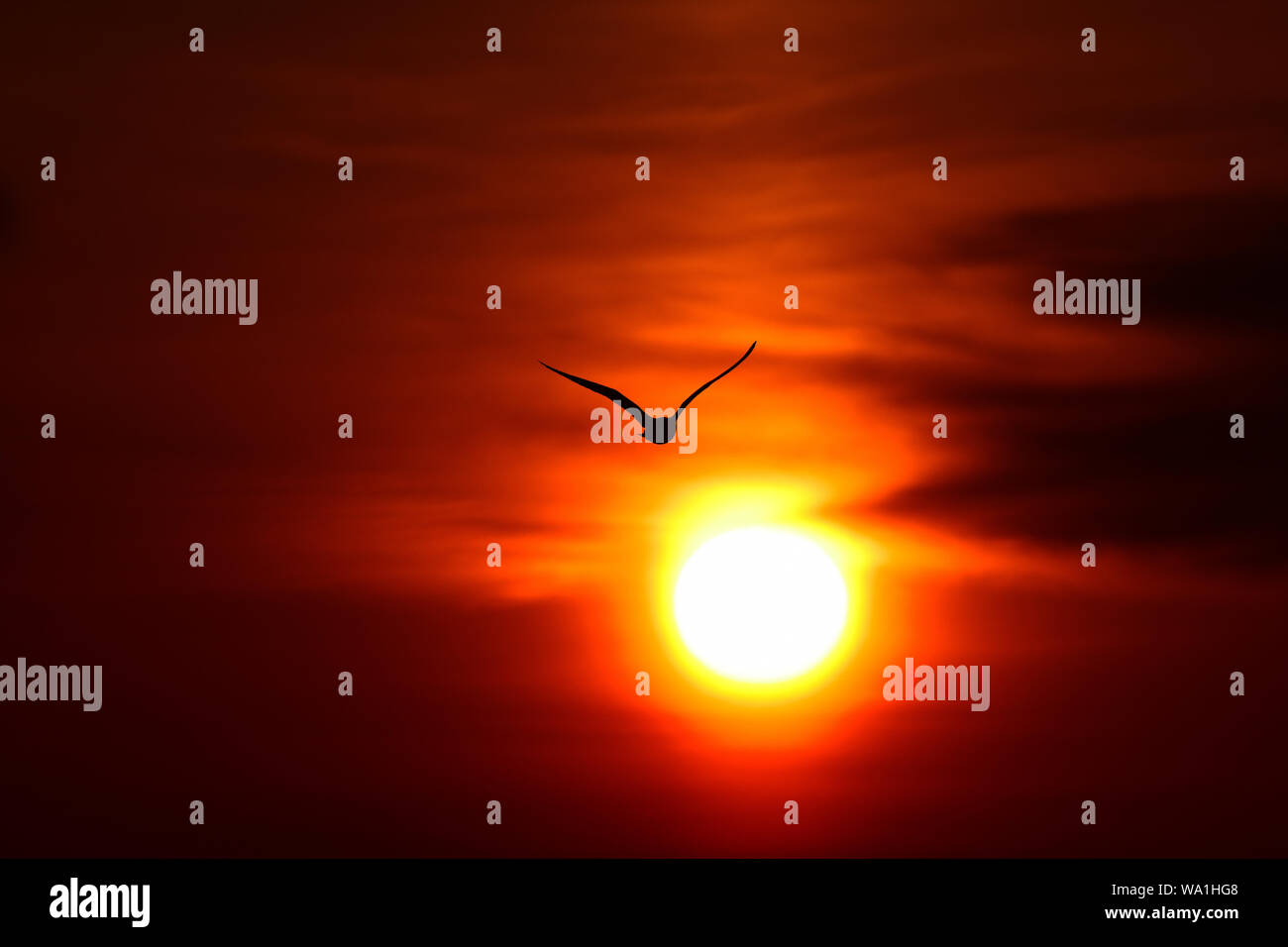 Les oiseaux à l'usure, Banque D'Images