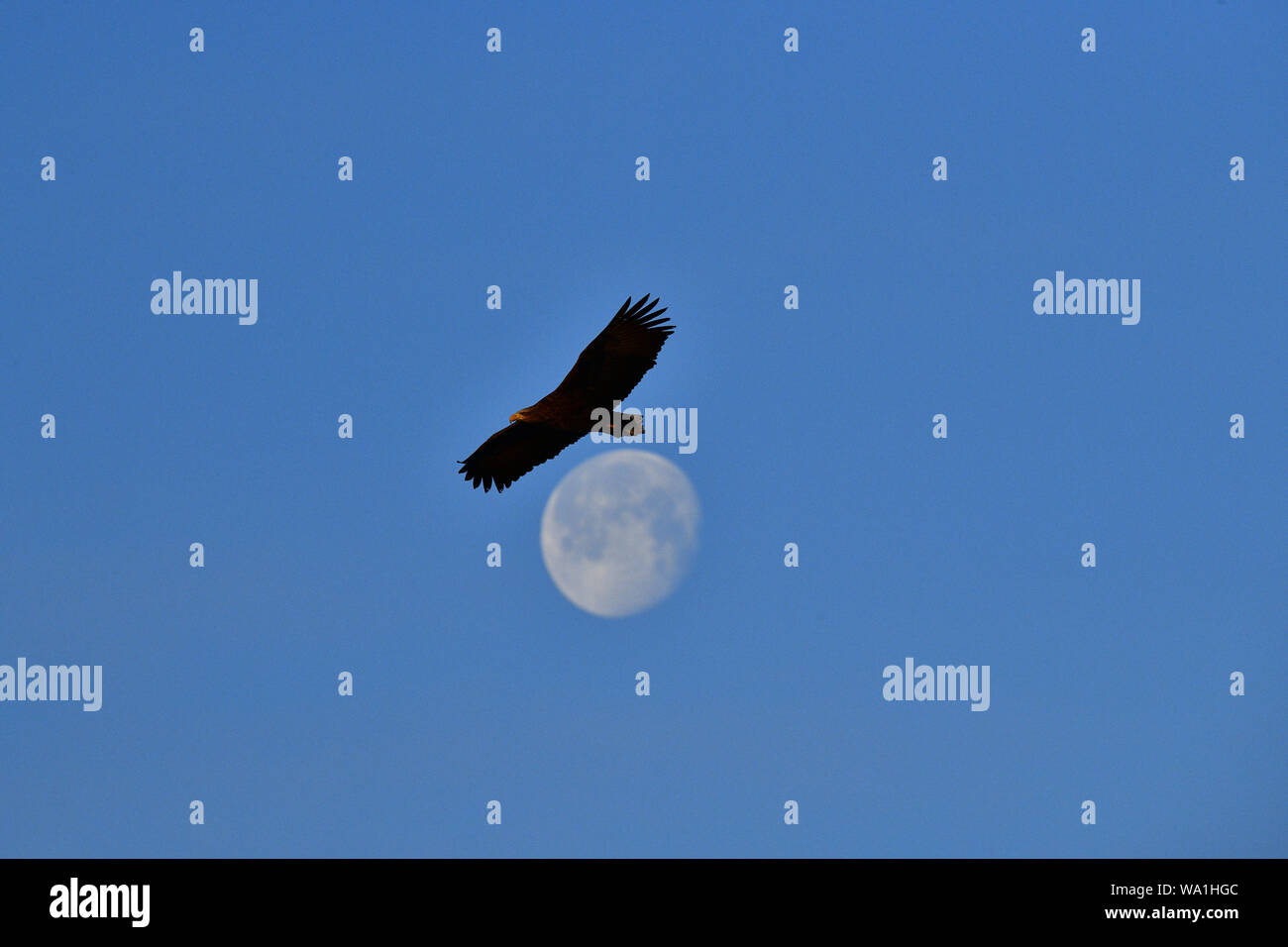 Les oiseaux en mois Banque D'Images