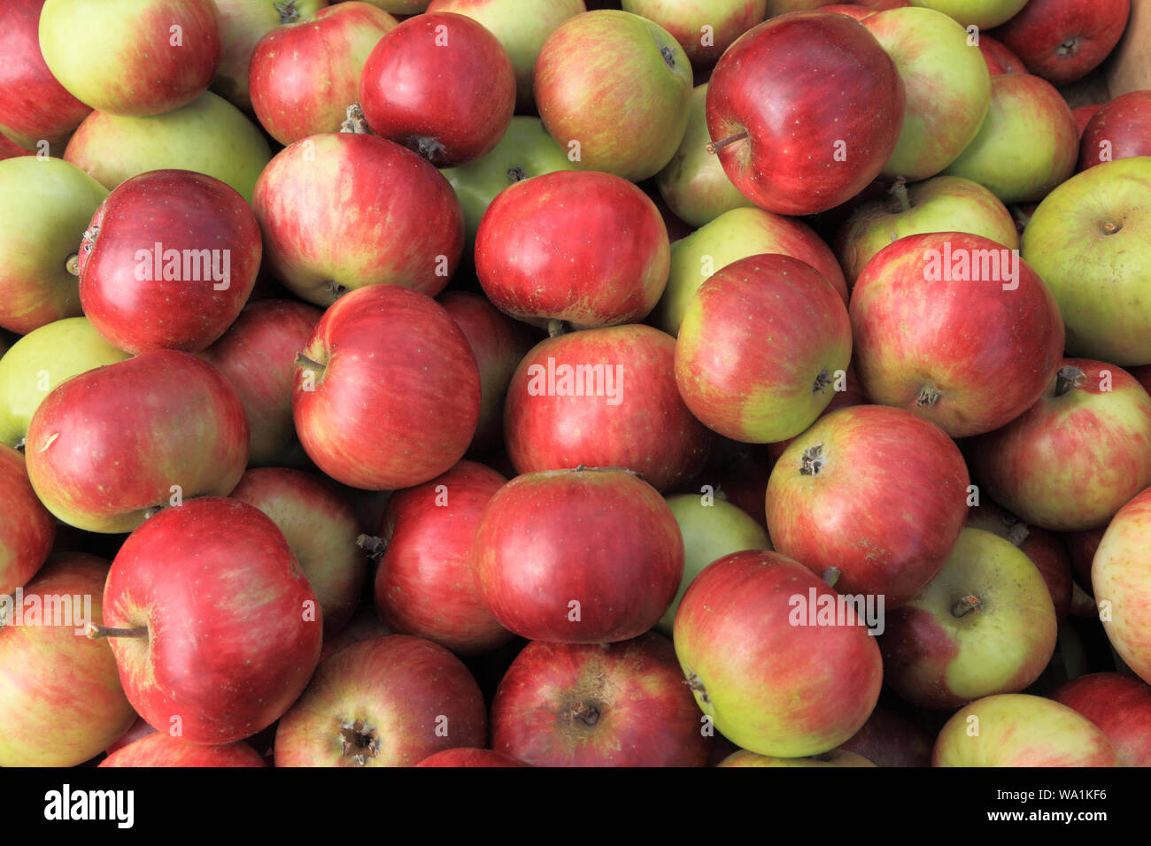 Apple, "Lady" Hollendale, pommes, du nom de variété, variétés, boutique de la ferme, l'affichage Banque D'Images