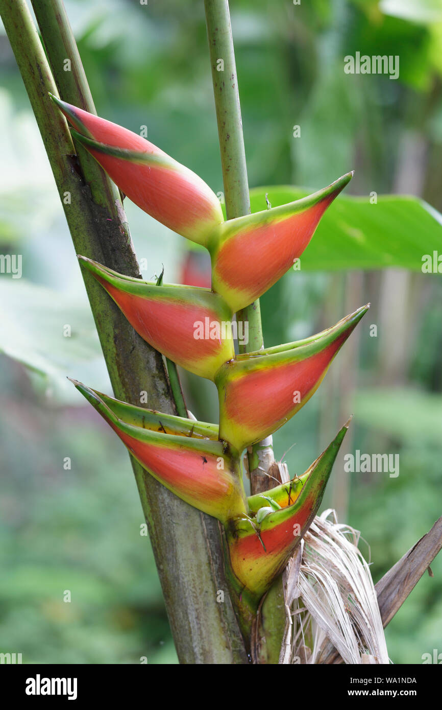 Heliconia rostrata aussi connu sous le nom de la griffe de homard suspendue ou de faux oiseau de paradis. Banque D'Images Heliconia rostrata aussi connu sous le nom de la griffe de homard suspendue ou de faux oiseau de paradis. Banque D'Images