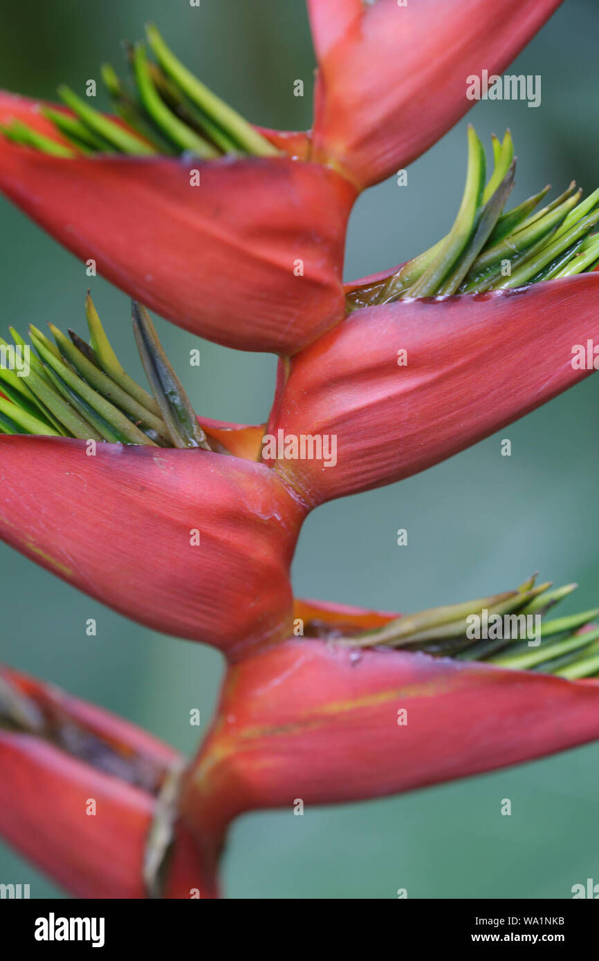 Heliconia rostrata aussi connu sous le nom de la griffe de homard suspendue ou de faux oiseau de paradis. Banque D'Images Heliconia rostrata aussi connu sous le nom de la griffe de homard suspendue ou de faux oiseau de paradis. Banque D'Images