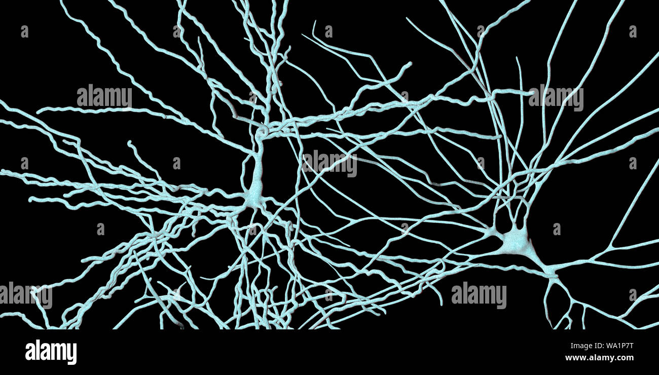 Les neurones pyramidaux. Illustration des neurones pyramidaux du cortex cérébral du cerveau. Les cellules pyramidales sont ainsi nommé pour leurs corps cellulaires triangulaire. Chaque cellule corps a de nombreux processus (dendrites) qui recueillent et transmettent des informations à partir d'autres cellules nerveuses et des cellules sensorielles. Chaque cellule possède également un corps menant de l'axone, à travers lequel il transmet les informations à d'autres cellules. Banque D'Images