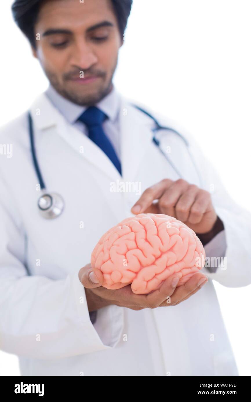 Neurologue pointant sur le modèle du cerveau. Banque D'Images