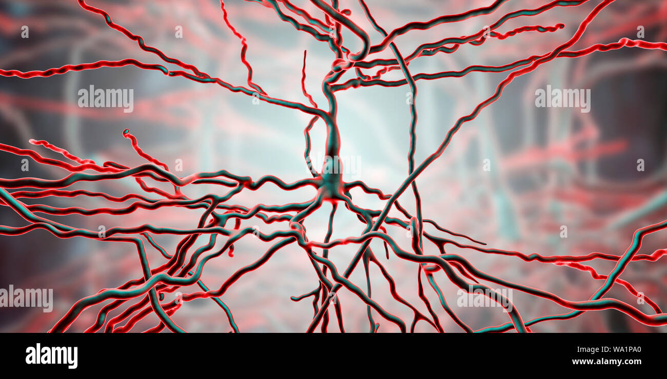 Les neurones pyramidaux. Illustration des neurones pyramidaux du cortex cérébral du cerveau. Les cellules pyramidales sont ainsi nommé pour leurs corps cellulaires triangulaire. Chaque cellule corps a de nombreux processus (dendrites) qui recueillent et transmettent des informations à partir d'autres cellules nerveuses et des cellules sensorielles. Chaque cellule possède également un corps menant de l'axone, à travers lequel il transmet les informations à d'autres cellules. Banque D'Images