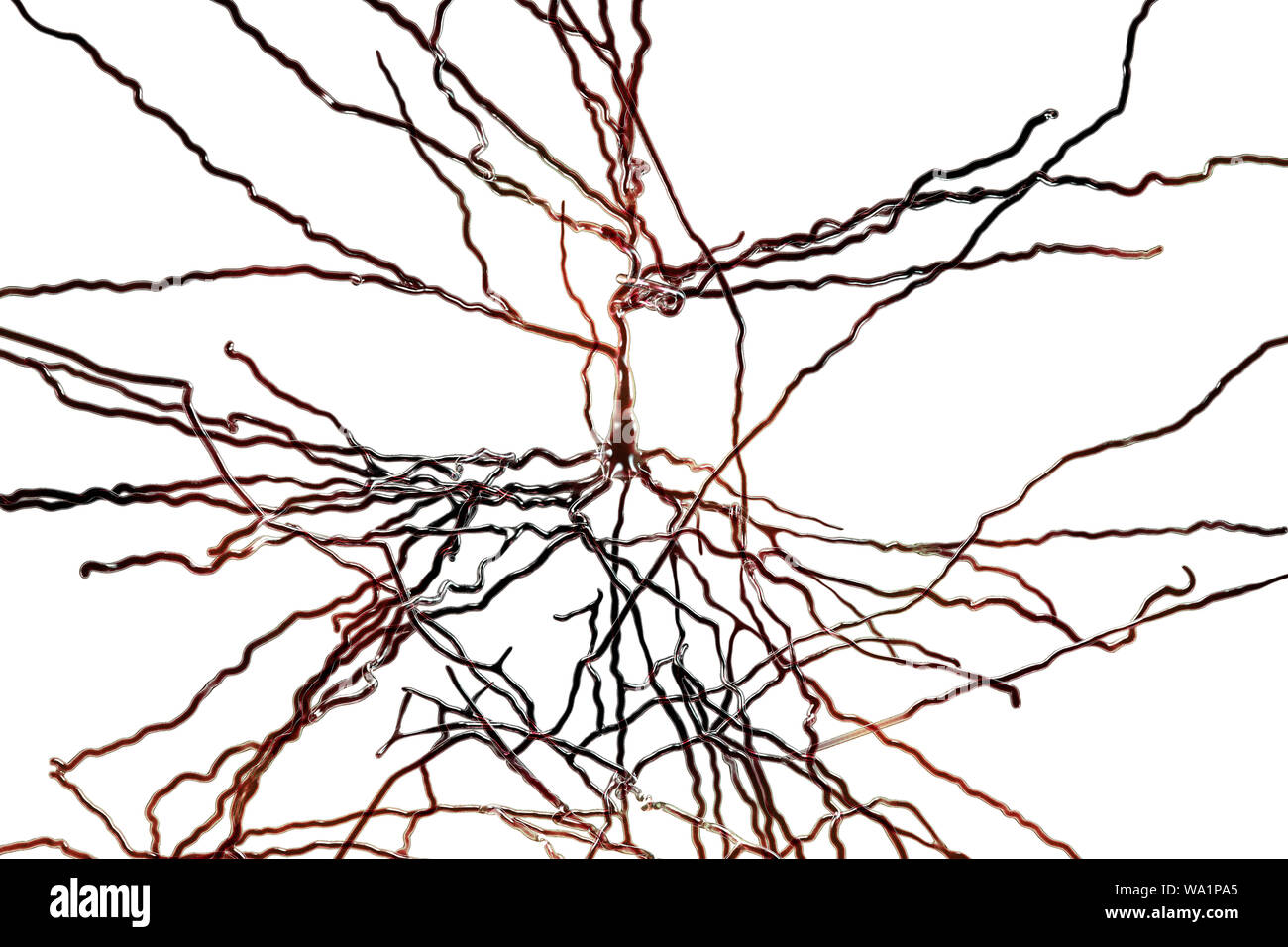 Les neurones pyramidaux. Illustration des neurones pyramidaux du cortex cérébral du cerveau. Les cellules pyramidales sont ainsi nommé pour leurs corps cellulaires triangulaire. Chaque cellule corps a de nombreux processus (dendrites) qui recueillent et transmettent des informations à partir d'autres cellules nerveuses et des cellules sensorielles. Chaque cellule possède également un corps menant de l'axone, à travers lequel il transmet les informations à d'autres cellules. Banque D'Images