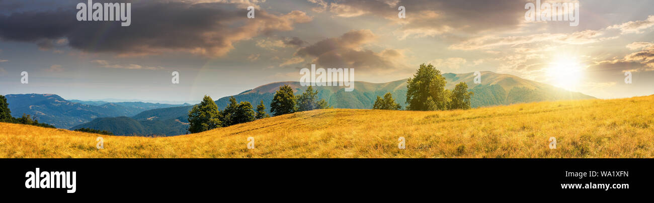 Beau paysage panoramique en août. rangée de hêtres sur le pré dans l'herbe. montagne dans la distance en lumière du soir au coucher du soleil. Banque D'Images
