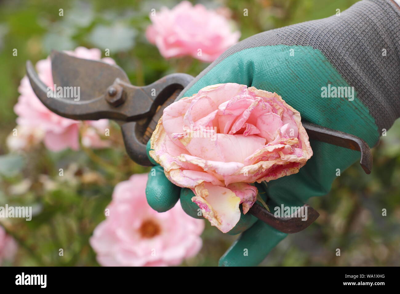 Rosa 'Silver Jubilee'. Fleurs rose pâle sont à vide avec des sécateurs pour prolonger la floraison - l'été. UK Banque D'Images