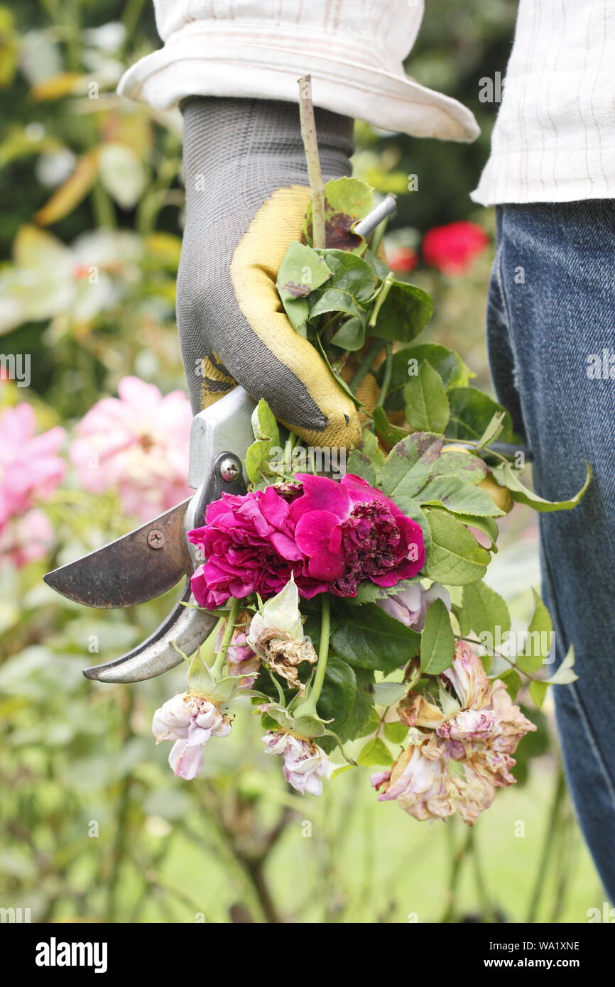 Rosa. Fleurs rose pâle à vide par l'homme de prolonger la floraison d'été jardinier. Banque D'Images