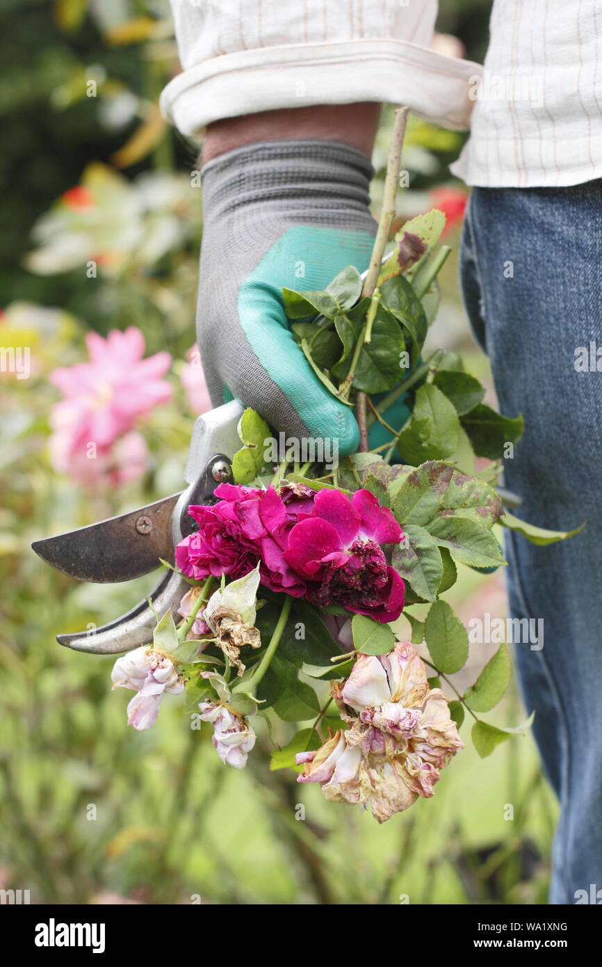 Rosa. Fleurs rose pâle à vide par l'homme de prolonger la floraison d'été jardinier. Banque D'Images