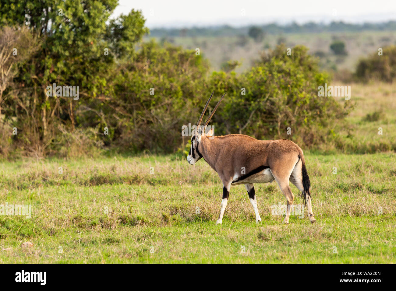 Photographie de la faune couleur-côté sur oryx de beisa (Oryx gazella beisa) antilope, prises au Kenya. Banque D'Images