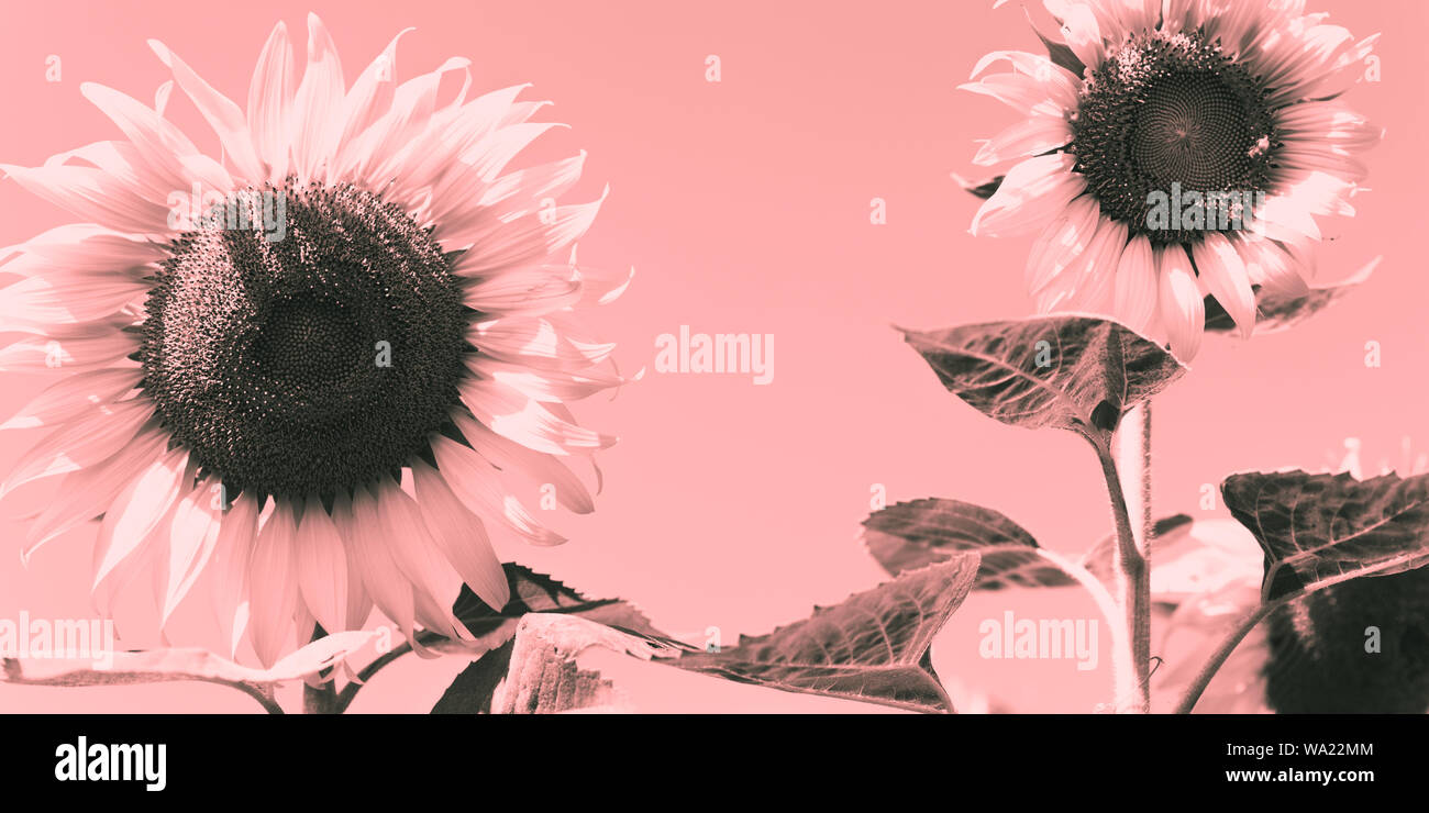 Dans le champ de tournesols, un gros plan, une image monochrome dans les tons rose. Banque D'Images
