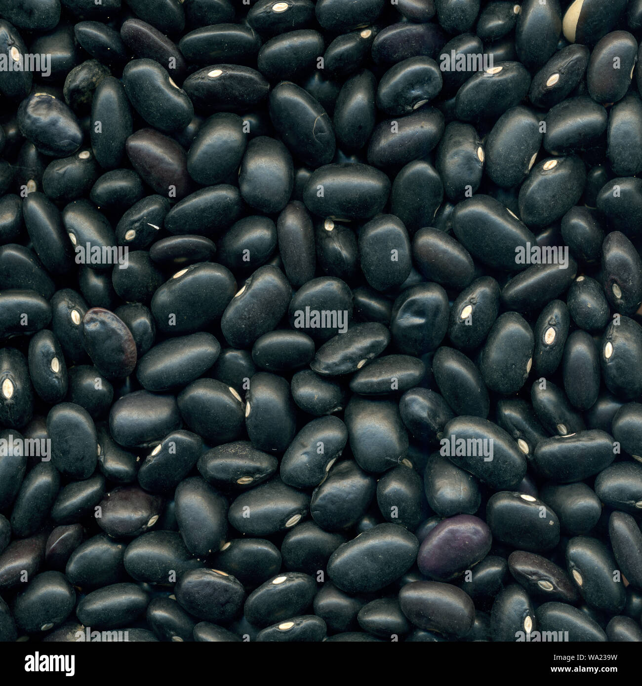 Du vrai black beans du sac. Banque D'Images