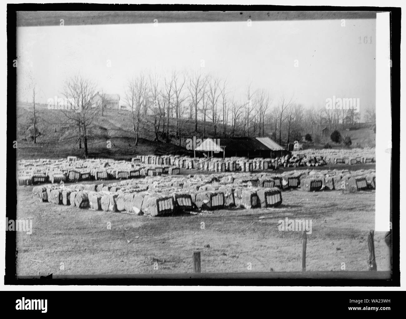 Le coton en balles Banque D'Images