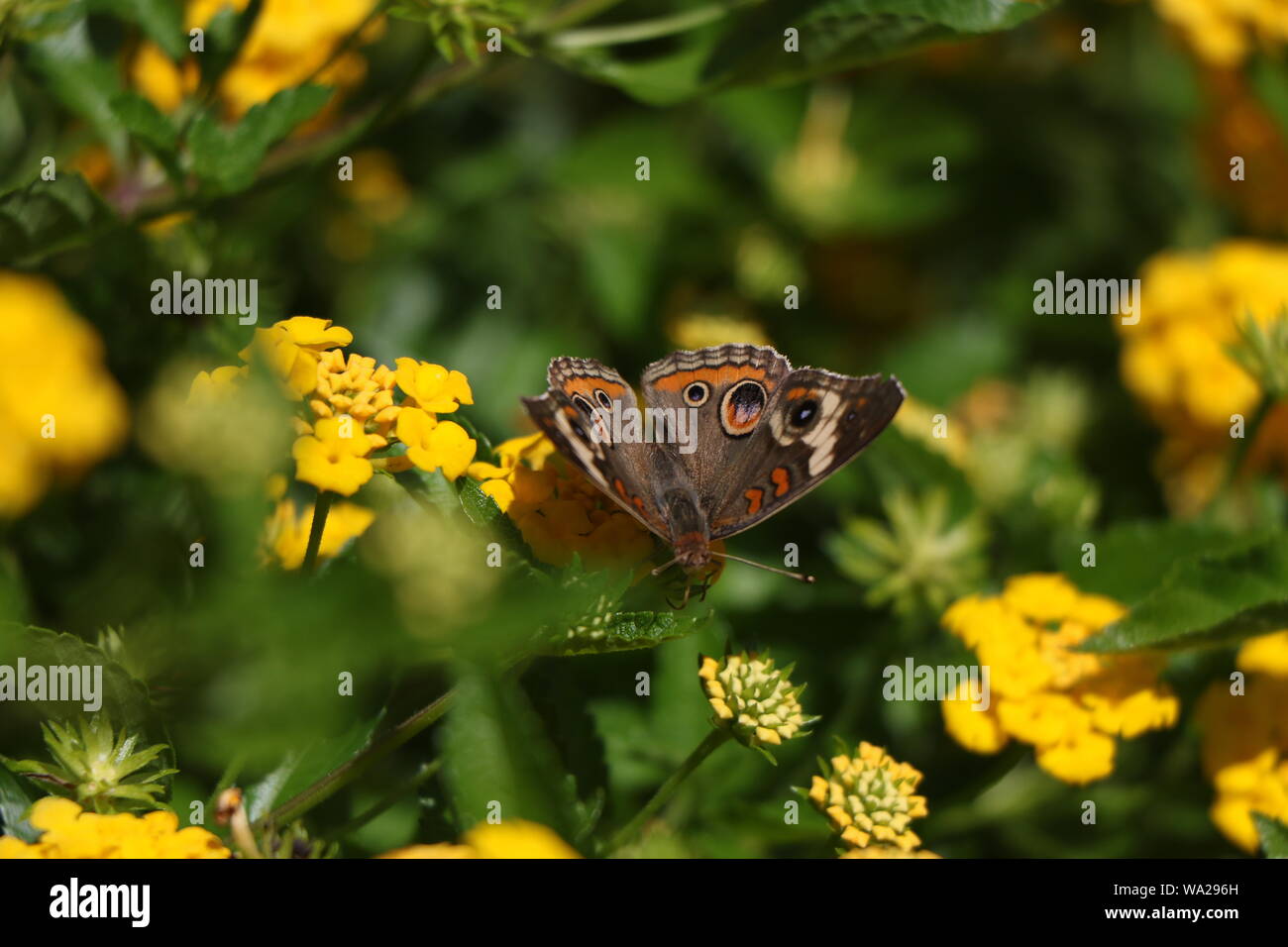 Papillon Buckeye sur des fleurs de lantana jaune Banque D'Images