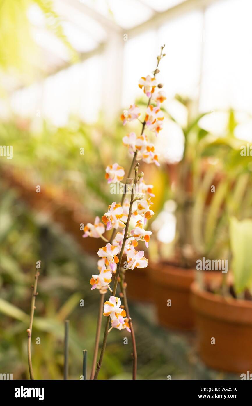 Doritis pulcherrima c. champorensis. Banque D'Images
