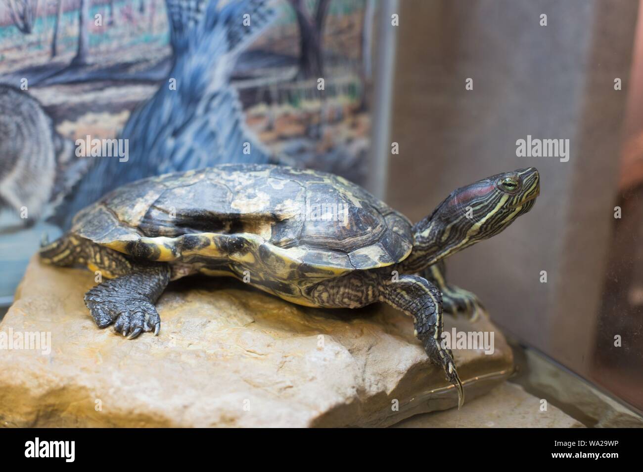 Un live de tortues de l'oreille rouge avec un shell très probablement déformé par un anneau de six pack, à Shepherd of the Hills Fish Hatchery de Branson, Missouri, États-Unis. Banque D'Images