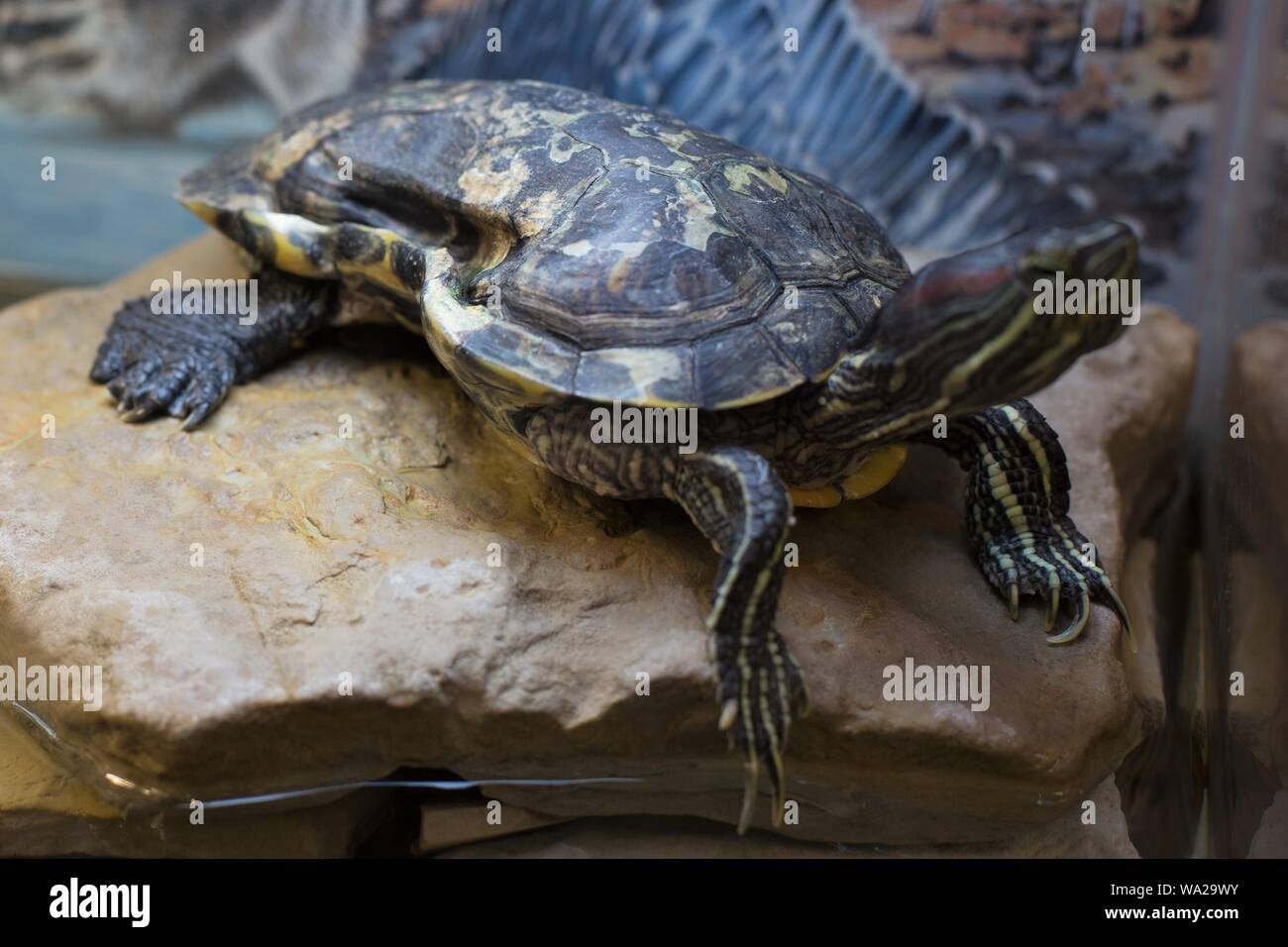 Un live de tortues de l'oreille rouge avec un shell très probablement déformé par un anneau de six pack, à Shepherd of the Hills Fish Hatchery de Branson, Missouri, États-Unis. Banque D'Images