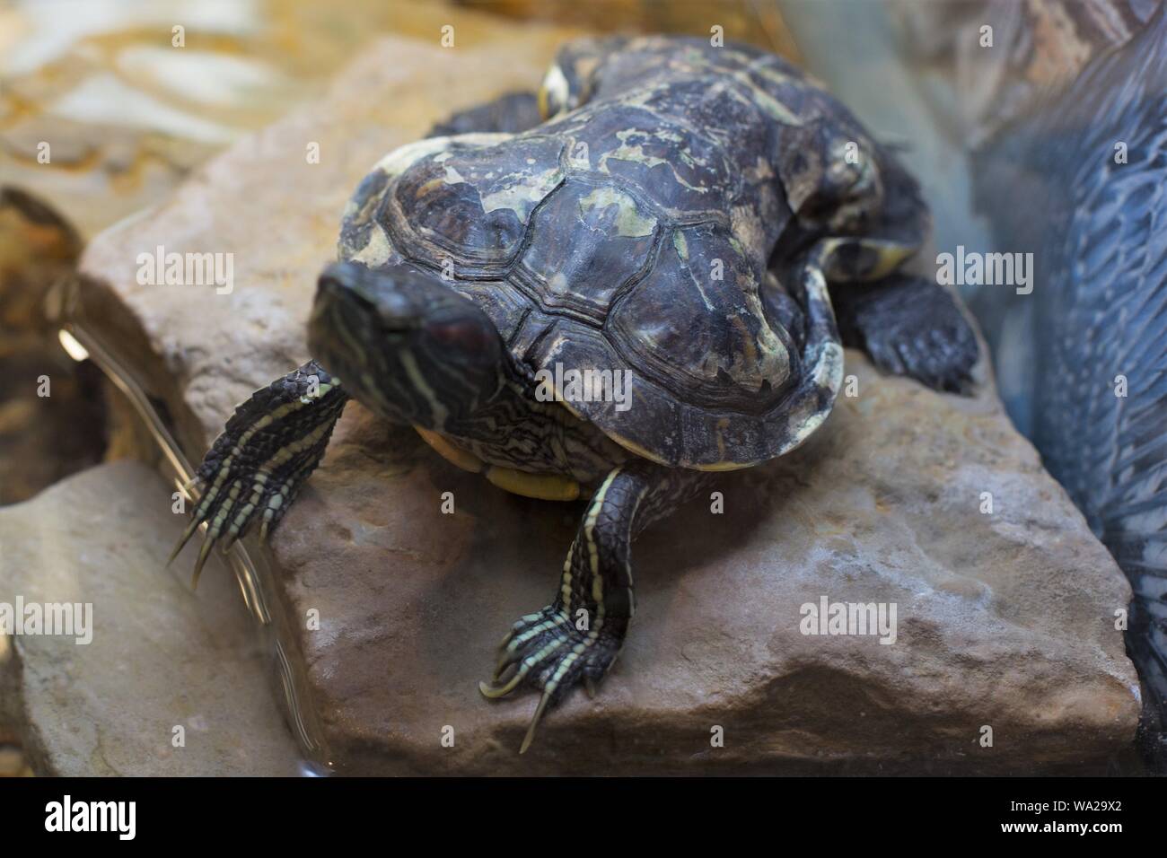 Un live de tortues de l'oreille rouge avec un shell très probablement déformé par un anneau de six pack, à Shepherd of the Hills Fish Hatchery de Branson, Missouri, États-Unis. Banque D'Images