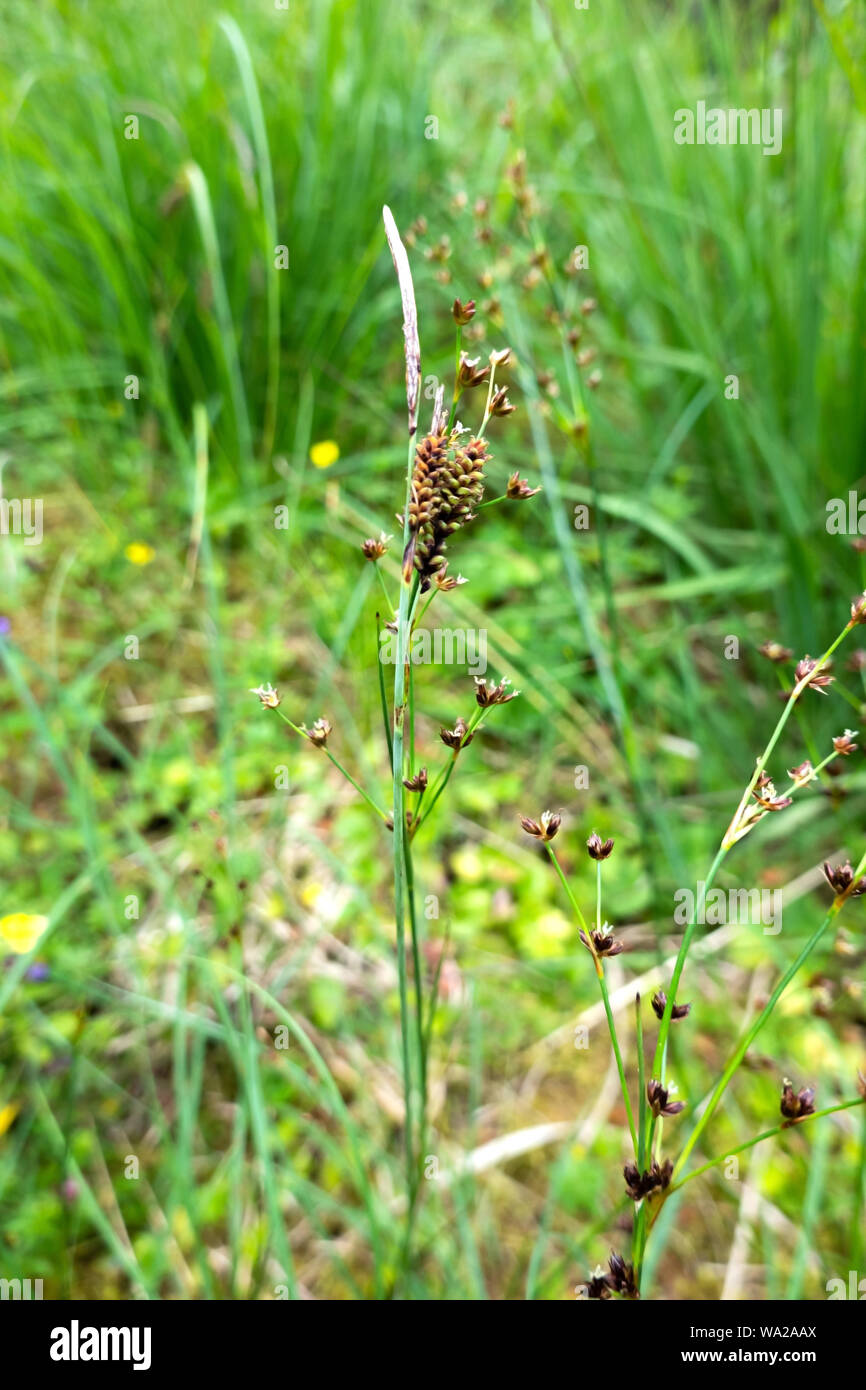 Rush transmission irlandais natifs plante sauvage, Irlande Banque D'Images