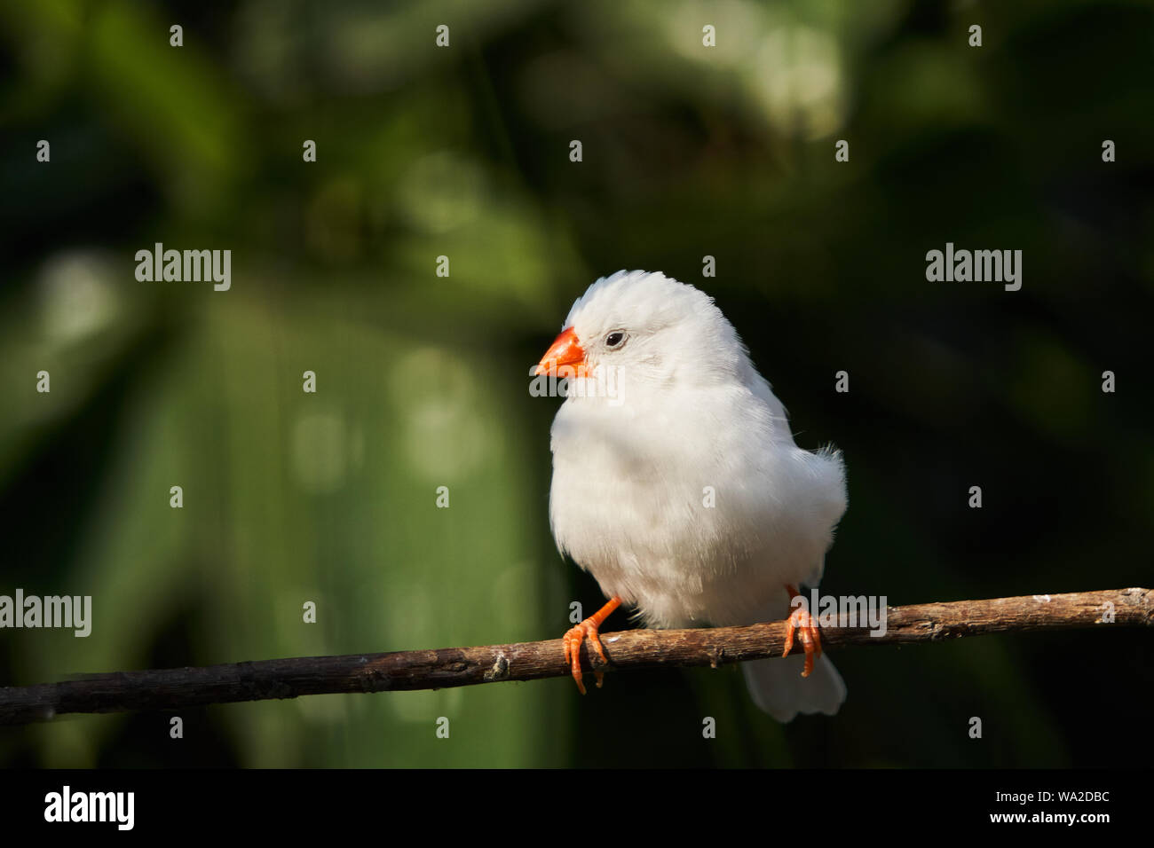 White zebra finch Banque D'Images