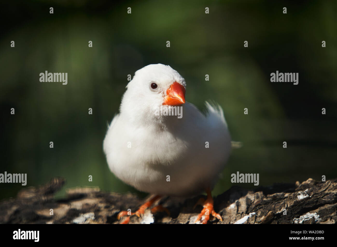 White zebra finch Banque D'Images