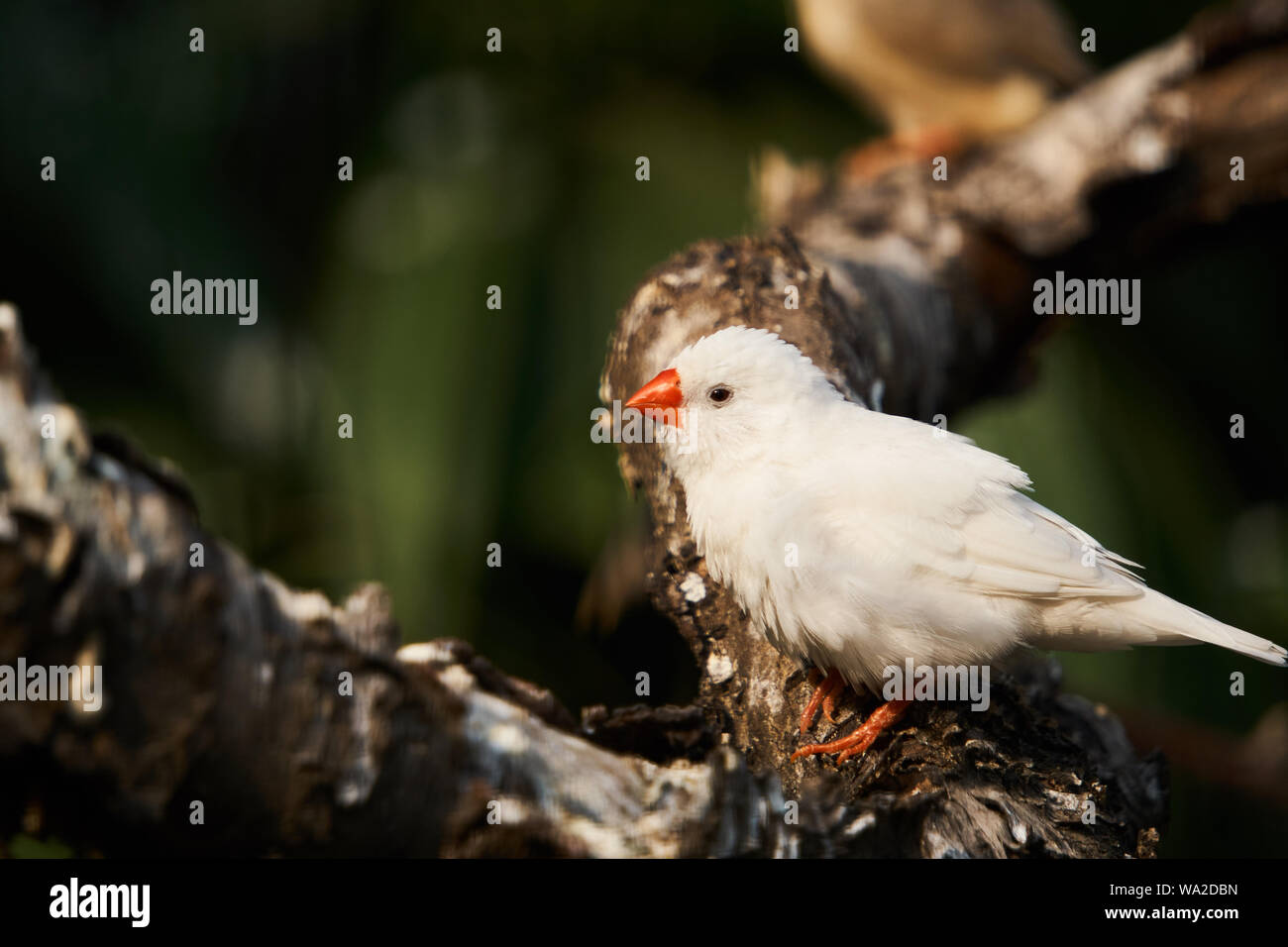 White zebra finch Banque D'Images