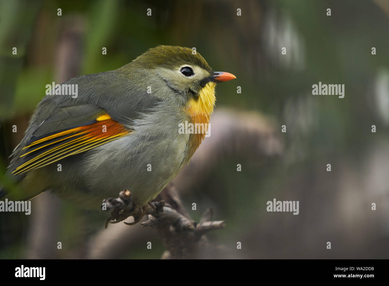 Red-billed leiothrix Banque D'Images