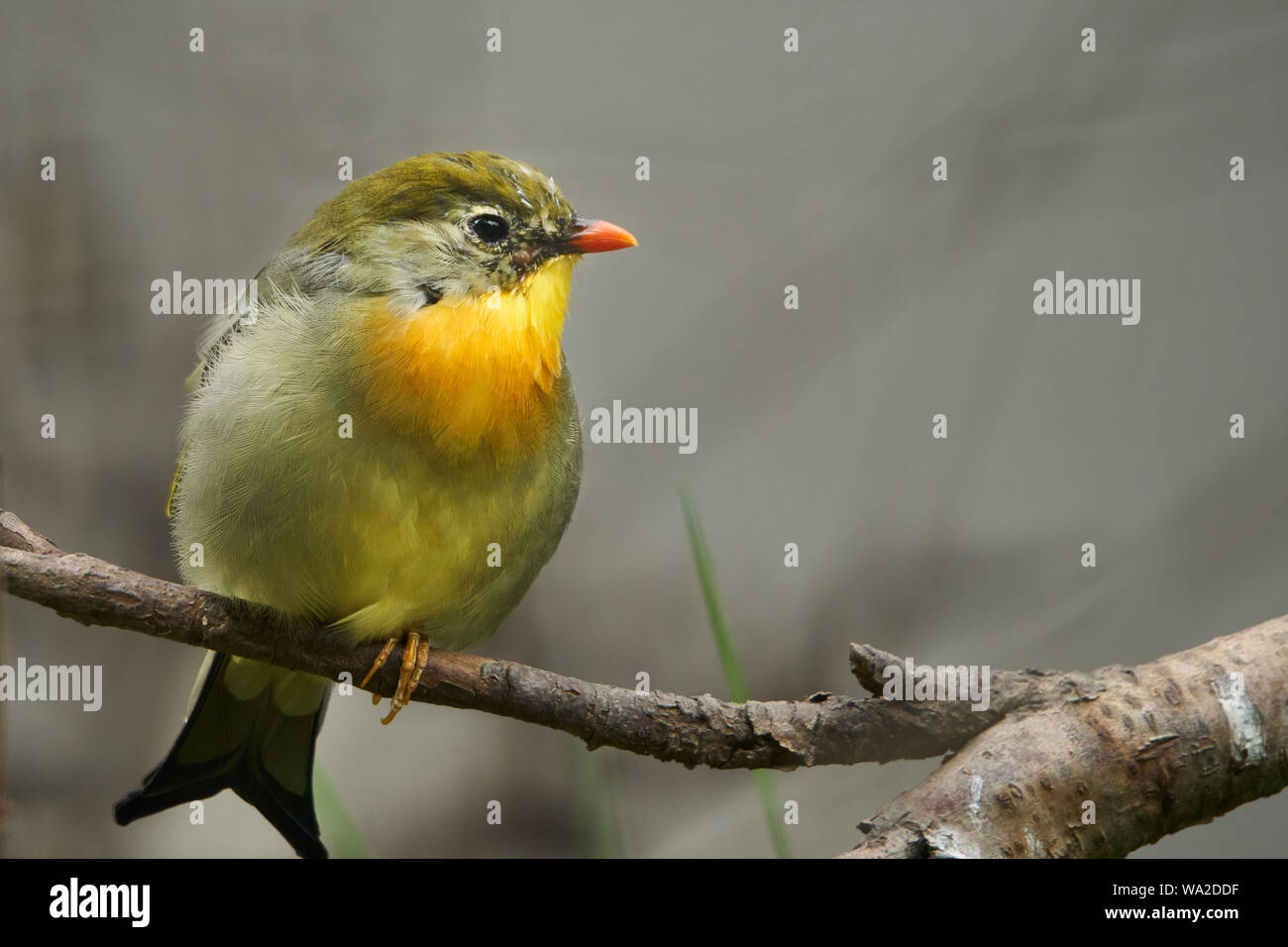 Red-billed leiothrix Banque D'Images