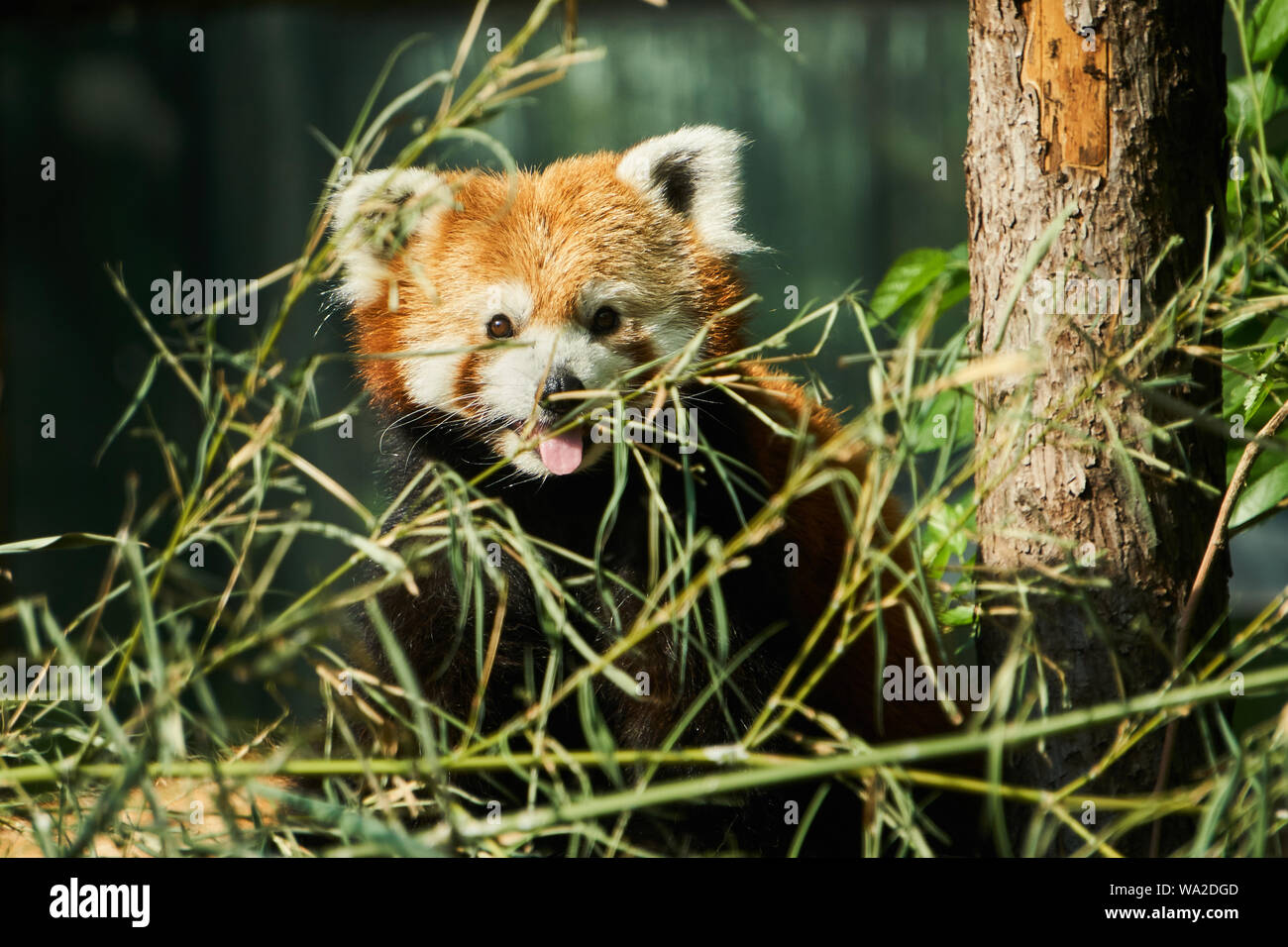Le petit panda Banque D'Images