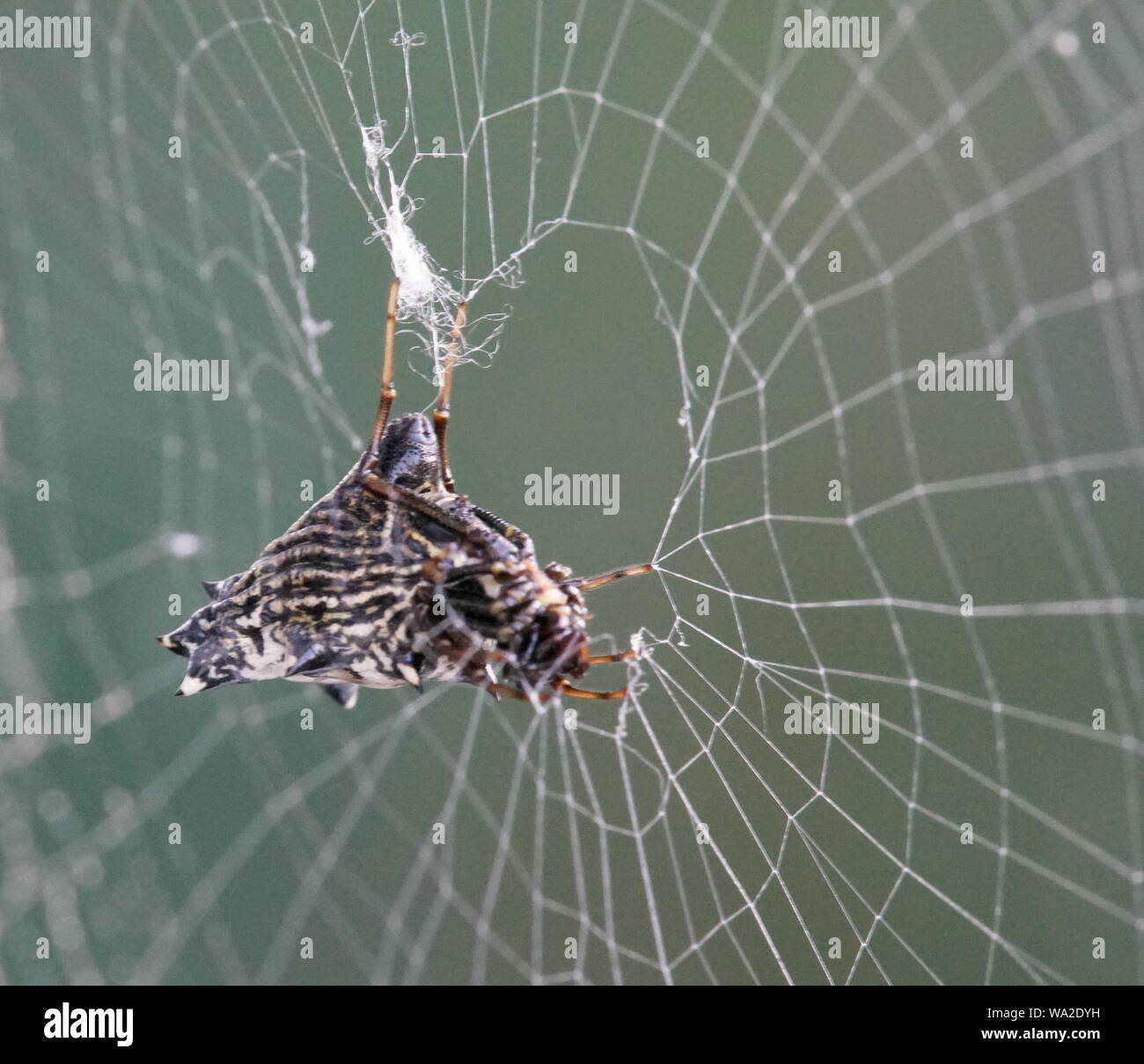 Femme fatale la réparation de son site web Banque D'Images